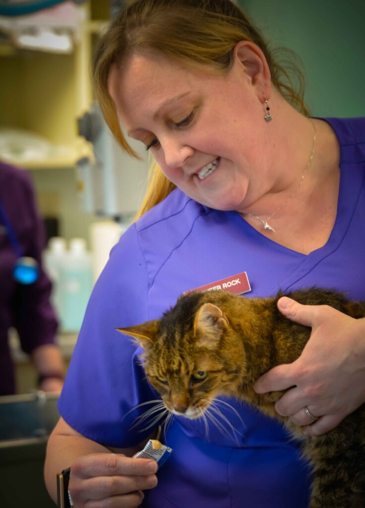 vet holding cat