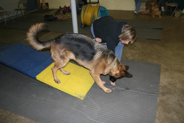 Dog looking for a treat on the ground