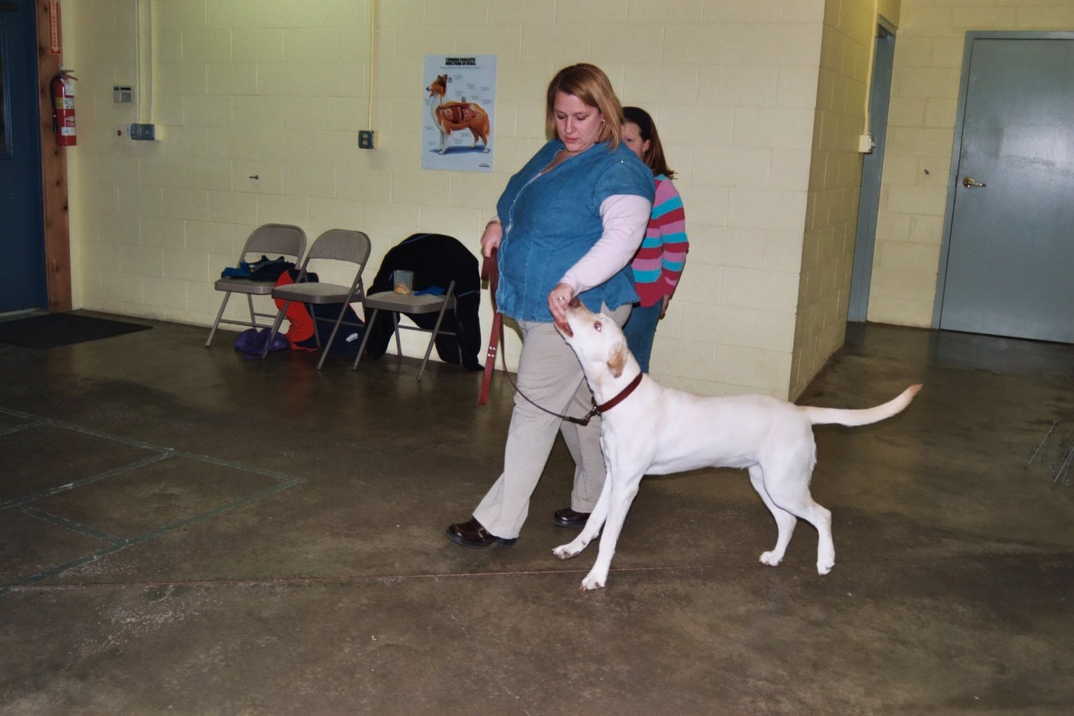 Woman walking a white dog